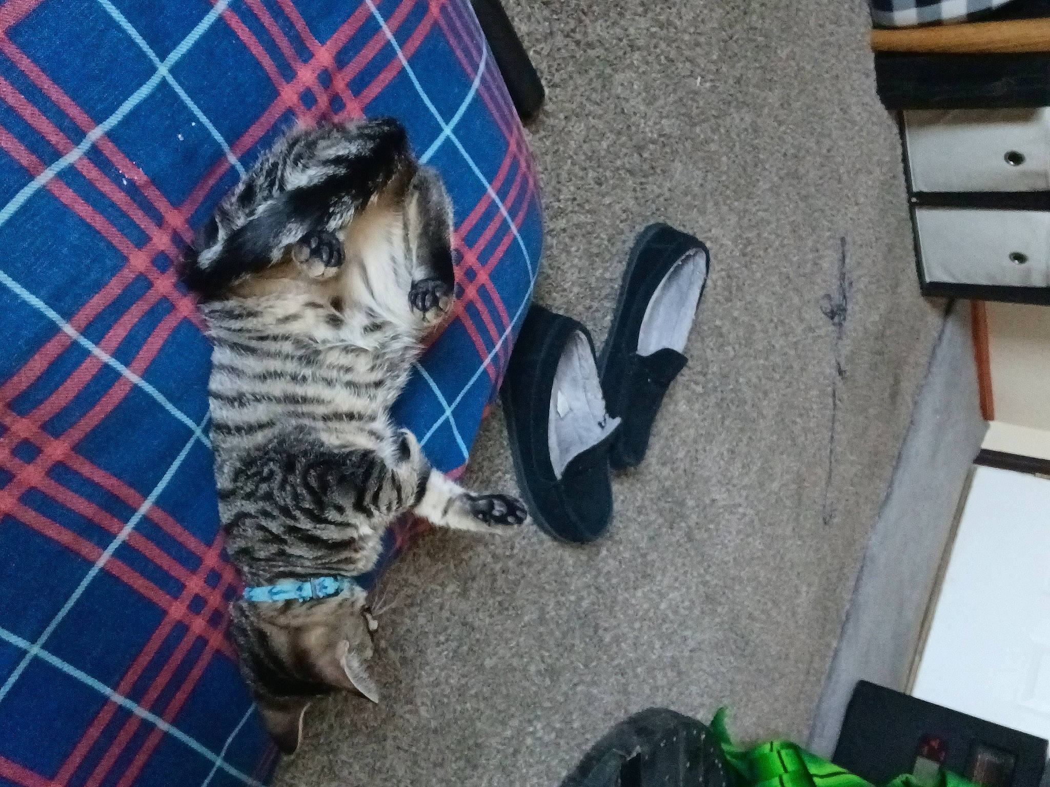 Lisa joined the competition — help win amazing prizes! bag, carnivore, cat, dog_breed, domestic_short_haired_cat, electric_blue, felidae, flooring, fur, grey, hardwood, pattern, paw, plaid, small_to_medium_sized_cats, sporting_group, tail, tartan, whiskers, wood