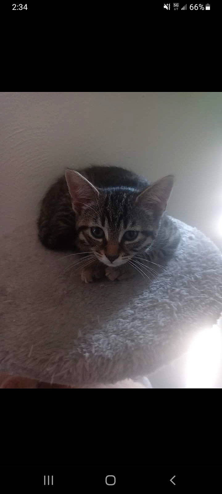 Lisa joined the competition — help win amazing prizes! carnivore, cat, darkness, domestic_short_haired_cat, felidae, fur, grey, liquid, paw, photo_caption, rectangle, small_to_medium_sized_cats, snout, still_life_photography, tail, terrestrial_animal, whiskers, wildlife, window