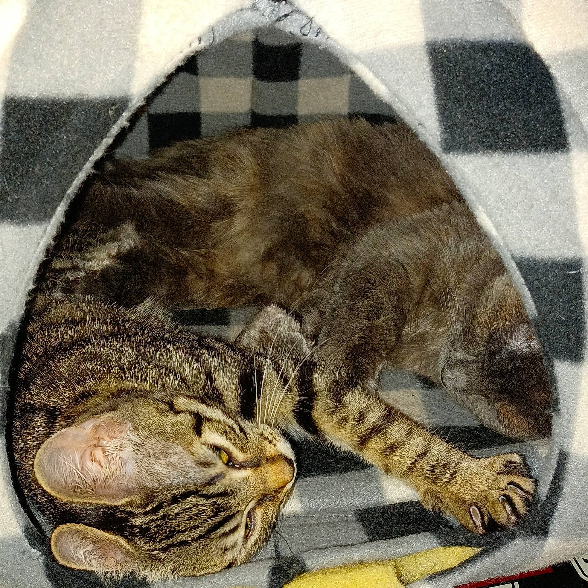 Lisa is registered to the contest to win money with this photo: carnivore, cat, claw, comfort, domestic_short_haired_cat, felidae, fur, grey, metal, nap, paw, rectangle, sleep, small_to_medium_sized_cats, snout, tail, terrestrial_animal, whiskers, wildlife