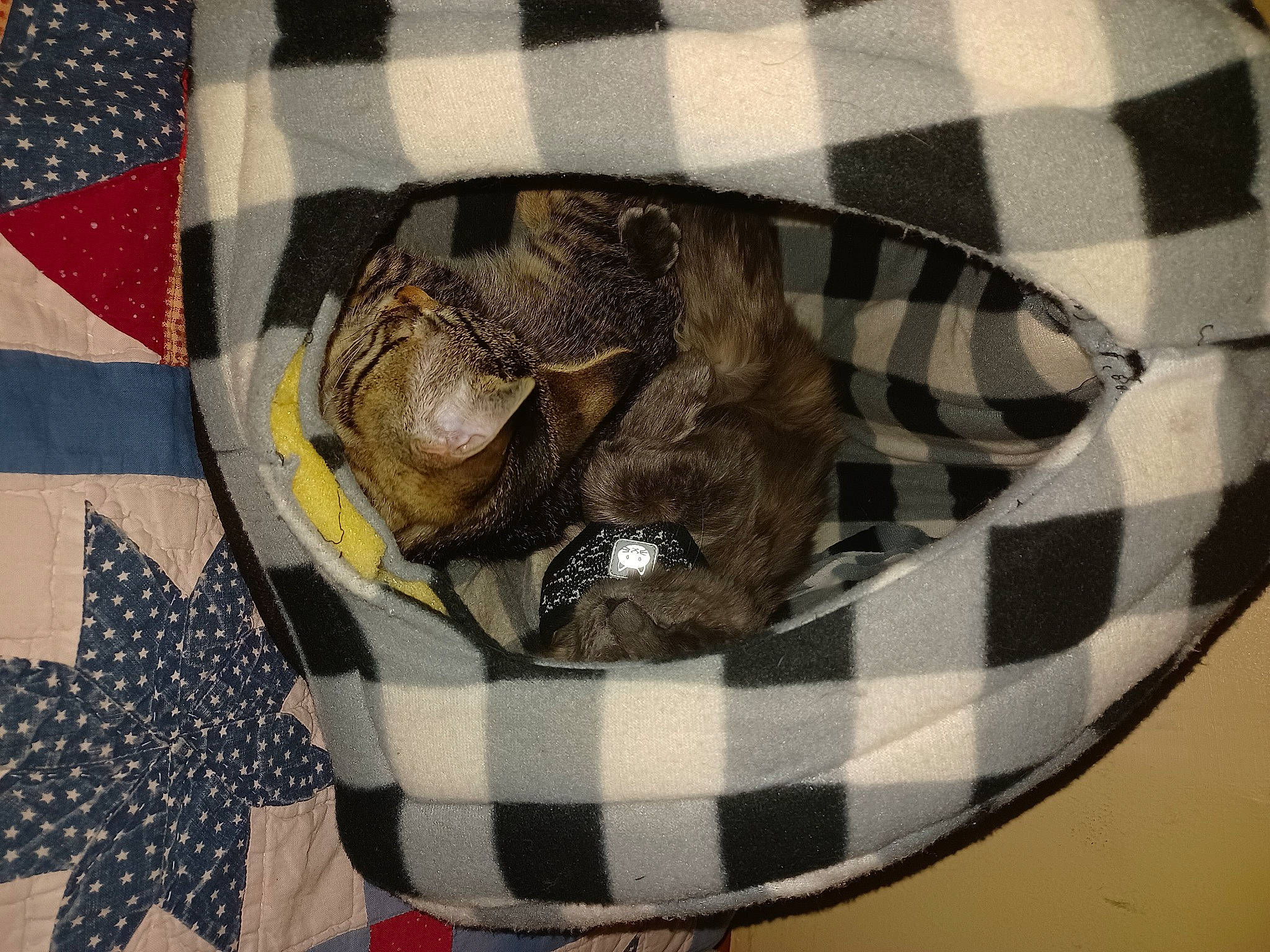 Mona is registered to the contest to win money with this photo: bag, basket, camouflage, carnivore, cat, cat_bed, comfort, fawn, felidae, grey, linens, luggage_and_bags, military_camouflage, pattern, plaid, small_to_medium_sized_cats, tail, tartan, textile, whiskers