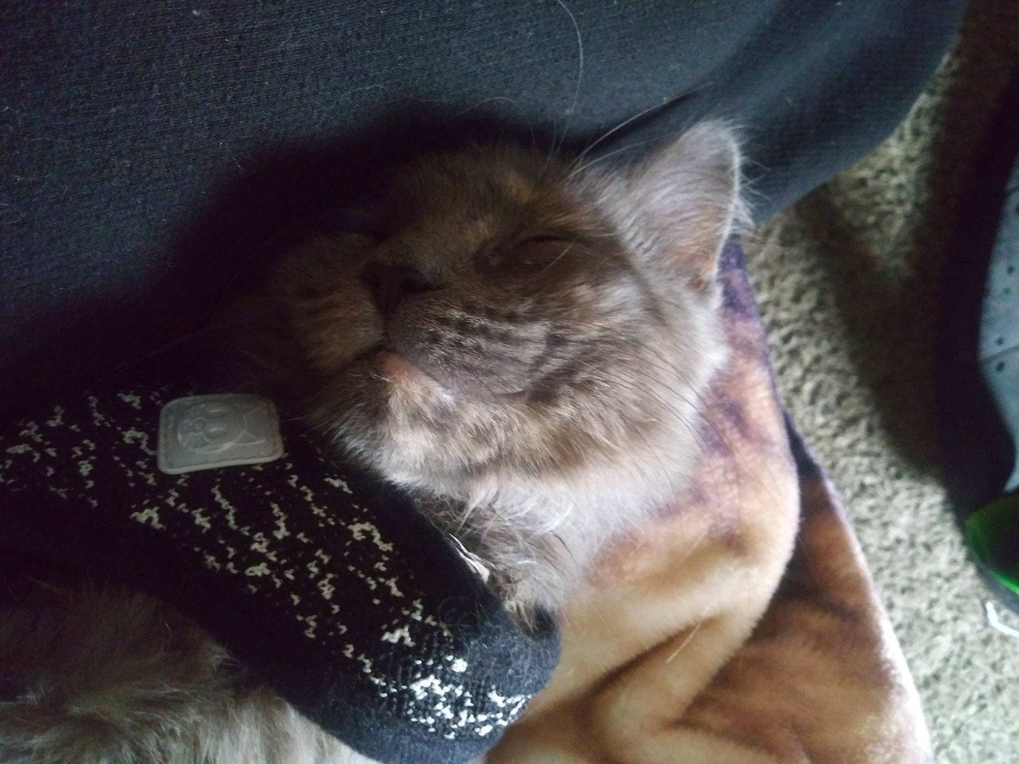 Mona joined the competition — help win amazing prizes! canidae, carnivore, cat, claw, comfort, dog_breed, domestic_short_haired_cat, ear, fawn, felidae, fur, grey, human_leg, nap, paw, sleep, small_to_medium_sized_cats, snout, tail, whiskers