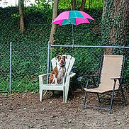 Trixie joined the competition — help win amazing prizes! dog, chair, umbrella, backyard, fence, tree, leaves, outdoor, plastic_chair, lawn_chair, pet, nature, greenery, canine, sitting, yard, relaxation, sunshade, fence_post, summer