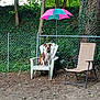 dog, chair, umbrella, backyard, fence, tree, leaves, outdoor, plastic_chair, lawn_chair, pet, nature, greenery, canine, sitting, yard, relaxation, sunshade, fence_post, summer