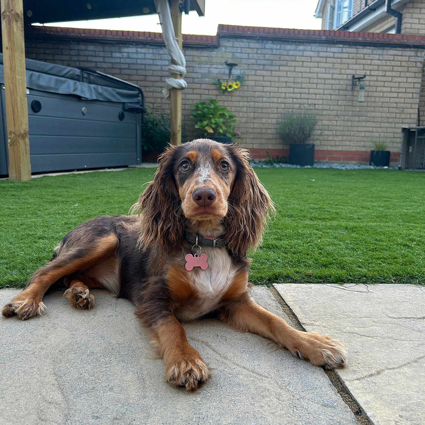 Tilly is registered to the contest to win money with this photo: animal, architecture, backyard, building, canine, cockerspaniel, dog, grass, housing, lawn, nature, outdoors, path, pet, plant, puppy, shelter, slate, walkway, yard