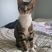 Mozzie is registered to the contest to win money with this photo: animal, bed, bedroom, blanket, cat, closed_eyes, cozy, domestic, ears, feline, fur, indoor, pet, resting, sitting, striped, tabby, whiskers, white_chest, white_paws