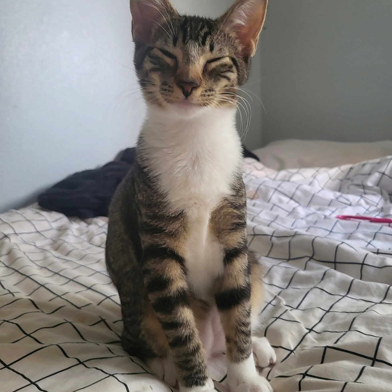 Mozzie is registered to the contest to win money with this photo: animal, bed, bedroom, blanket, cat, closed_eyes, cozy, domestic, ears, feline, fur, indoor, pet, resting, sitting, striped, tabby, whiskers, white_chest, white_paws