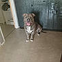 dog, indoor, smiling, pet, floor, cabinet, kitchen, tongue_out, ears_up, friendly, sitting, concrete_floor, domestic, animal, leash, happy, muscular, household, brown_dog, white_paws
