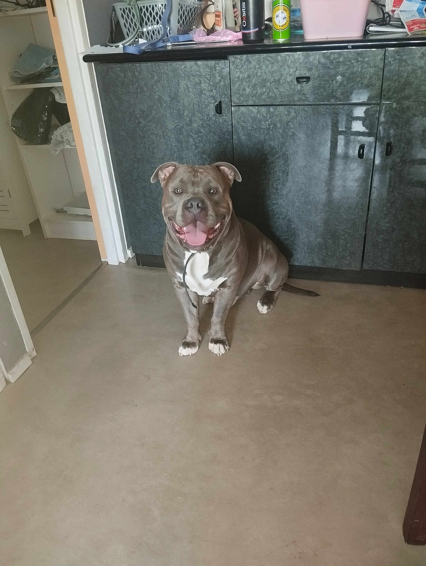 Drago a rejoint le concours — aidez-le/la à gagner de superbes lots ! dog, indoor, smiling, pet, floor, cabinet, kitchen, tongue_out, ears_up, friendly, sitting, concrete_floor, domestic, animal, leash, happy, muscular, household, brown_dog, white_paws