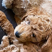 Champ joined the competition — help win amazing prizes! animal, brown, close_up, comfort, companion, cozy, curly_fur, cute, dog, fluffy, furry, indoors, pet, plush_toy, puppy, relaxing, snuggling, soft, teddy_bear, toy