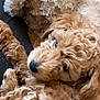 animal, brown, close_up, comfort, companion, cozy, curly_fur, cute, dog, fluffy, furry, indoors, pet, plush_toy, puppy, relaxing, snuggling, soft, teddy_bear, toy