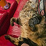 cat, comfort, couch, cozy, domestic_animal, feline, fluffy, fur, home, household, indoor, paw, pet, plaid_pillow, red_leather, relaxed, resting, sleeping, tabby, whiskers