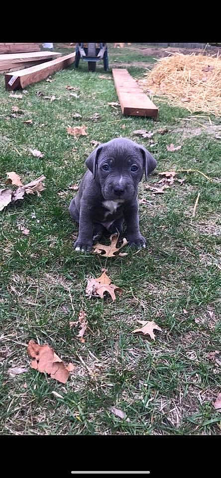 Capone is registered to the contest to win money with this photo: annual_plant, borador, carnivore, companion_dog, dog, dog_breed, fawn, fur, grass, groundcover, guard_dog, gun_dog, liver, plant, snout, soil, sporting_group, tail, terrestrial_animal, working_animal