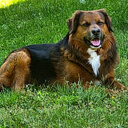 Balto is registered to the contest to win money with this photo: dog, animal, outdoor, grass, greenery, nature, pet, canine, fur, tongue, relaxed, happy, meadow, sunlight, mammal, laying_down, friendly, summer, flora, closeup
