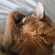 Ryo participe au concours pour gagner de l'argent avec cette photo : cat, ginger_cat, feline, pet, animal, fur, whiskers, ear, paw, sleeping, resting, cozy, bed, blanket, soft, closeup, side_view, indoor, cute, relaxed