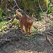 Ryo joined the competition — help win amazing prizes! alert, animal, brown_cat, cat, curious, daylight, ears, forest, ground, leaves, mammal, moss, nature, outdoor, rocks, sunlight, trees, twigs, whiskers, wildlife
