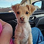 puppy, dog, pet, animal, car_interior, person, lap, light_tan, fur, ears, nose, eyes, cute, indoor, casual, jeans, pink_shirt, daytime, window, sky