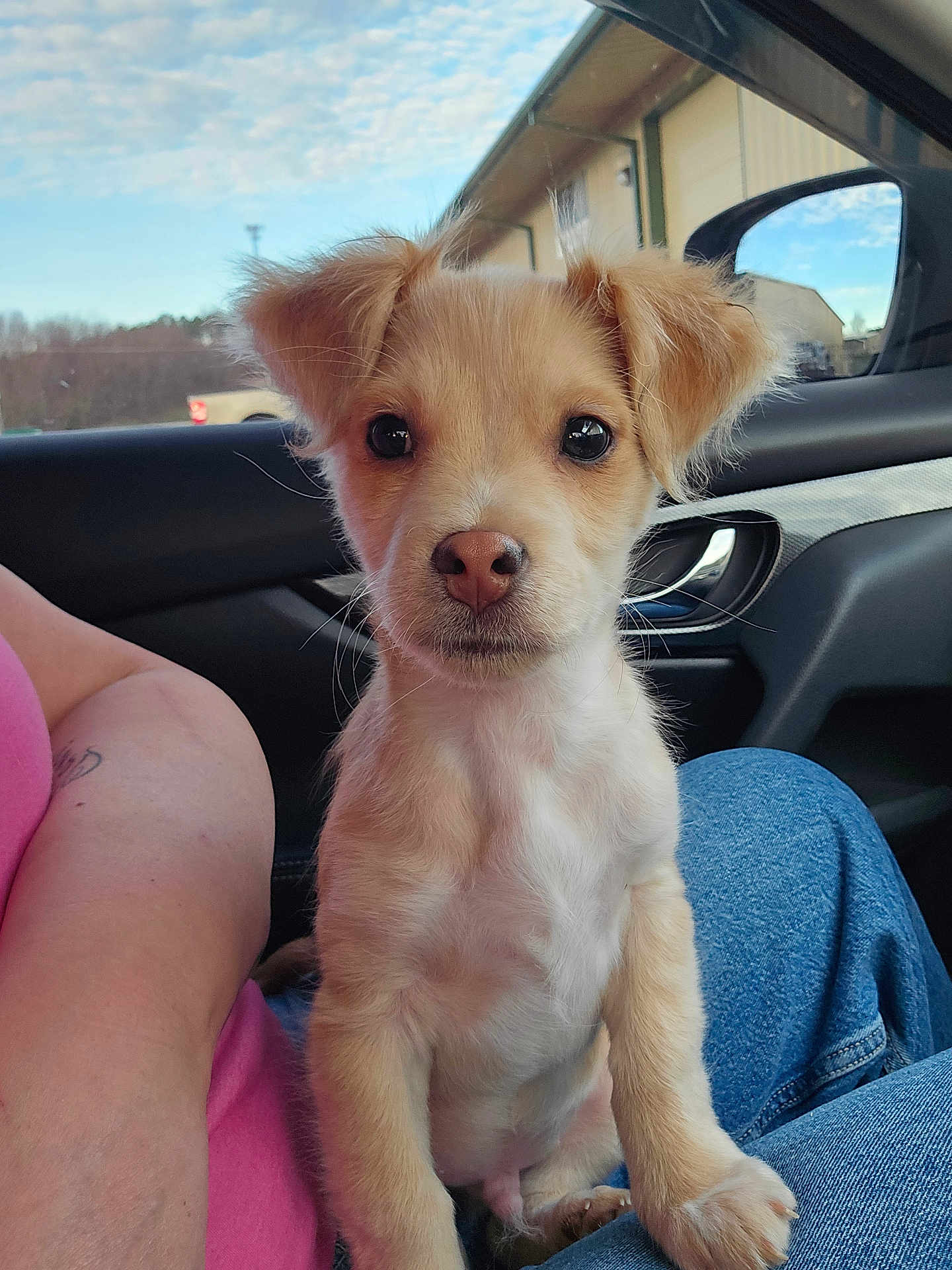 Whiskey is registered to the contest to win money with this photo: puppy, dog, pet, animal, car_interior, person, lap, light_tan, fur, ears, nose, eyes, cute, indoor, casual, jeans, pink_shirt, daytime, window, sky
