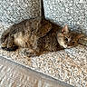Madeline is registered to the contest to win money with this photo: cat, feline, gray_cat, ginger_cat, green_eyes, lying_down, lounging, relaxed, sleepy, pet, animal, whiskers, ears, fur, fluffy, floral_quilt, cushion, bed, indoor, cozy