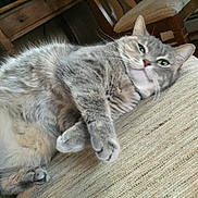 Madeline joined the competition — help win amazing prizes! cat, gray_cat, fluffy, green_eyes, pet, feline, animal, couch, indoor, relaxed, lying_down, upside_down, paws, whiskers, pink_nose, fur, portrait, cozy, home, closeup