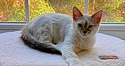 Suki is registered to the contest to win money with this photo: cat, feline, white_cat, fluffy, fur, blue_eyes, portrait, animal, pet, sitting, lying_down, window, window_perch, autumn, fall_leaves, outdoors, indoors, cozy, soft_blanket, home