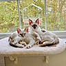 Suki joined the competition — help win amazing prizes! cats, kittens, two_cats, fluffy, white_fur, pointed_ears, blue_eyes, window, windowsill, bird_feeder, autumn, trees, outdoor_view, indoor, pet, animal_portrait, resting, sitting, cozy, soft_blanket