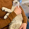 Suki is registered to the contest to win money with this photo: cat, fluffy, white_cat, long_hair, pet, animal, portrait, close_up, sitting, lying_down, being_held, human, hand, sweater, cozy, indoor, carpet, chair, relaxed, funny_expression