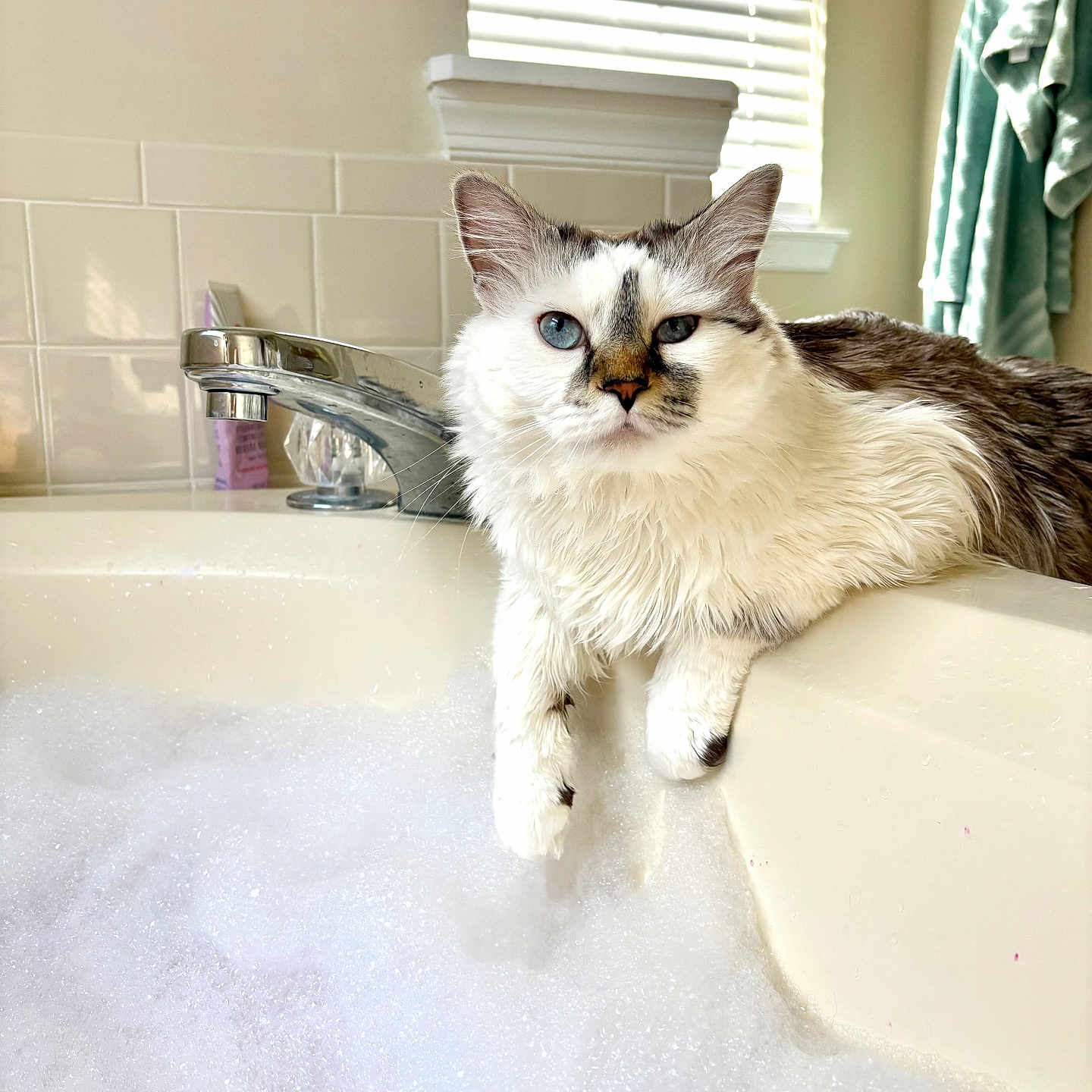 Suki is registered to the contest to win money with this photo: cat, bathroom, bathtub, bubble_bath, faucet, sink, towels, window, indoor, pet, animal, white_fur, blue_eyes, long_hair, wet_fur, relaxed, lounging, portrait, home, spa