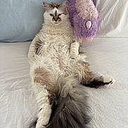 Suki is registered to the contest to win money with this photo: cat, fluffy_cat, long_hair, feline, pet, animal, white_fur, gray_fur, blue_eyes, sitting, lying_down, bed, bedding, pillows, plush_toy, purple_toy, indoor, portrait, relaxed, funny_pose