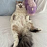 cat, fluffy_cat, long_hair, feline, pet, animal, white_fur, gray_fur, blue_eyes, sitting, lying_down, bed, bedding, pillows, plush_toy, purple_toy, indoor, portrait, relaxed, funny_pose