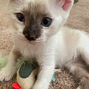 Momo is registered to the contest to win money with this photo: kitten, cat, blue_eyes, fluffy, white_fur, pointed_ears, whiskers, face, pet, animal, cute, portrait, close_up, indoor, carpet, toy, sitting, cream_colored, playful, photography