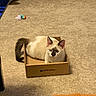 Momo is registered to the contest to win money with this photo: cat, kitten, animal, pet, color_point, blue_eyes, sitting, cardboard_box, fluffy, indoors, carpet, floor, toy, rainbow_toy, orange_blanket, furniture, home, portrait, cute, curious
