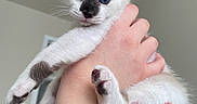 Momo joined the competition — help win amazing prizes! kitten, cat, siamese_cat, blue_eyes, white_fur, dark_points, pink_ears, whiskers, paws, toe_beans, being_held, human_hand, close_up, portrait, indoor, gray_background, pet, cute, animal, photography