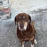dog, chocolate_lab, brown_dog, old_dog, white_paws, sitting, concrete, driveway, stone_wall, outdoor, pet, canine, looking_up, loyal, fur, ears, tail, quiet, daylight, portrait