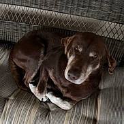 Dozer is registered to the contest to win money with this photo: dog, brown_dog, striped_cushion, woven_chair, pet, animal, resting, indoor, comfort, fur, canine, seat, relaxed, cute, looking_up, domestic_animal, companion, household, portrait, quiet