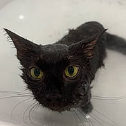 Binx is registered to the contest to win money with this photo: cat, black_cat, wet_cat, bathtub, water, green_eyes, pet, animal, fur, whiskers, ears, close_up, indoor, expression, staring, dripping, bath, mood, cute, domestic_cat