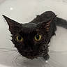 cat, black_cat, wet_cat, bathtub, water, green_eyes, pet, animal, fur, whiskers, ears, close_up, indoor, expression, staring, dripping, bath, mood, cute, domestic_cat