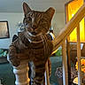 cat, tabby_cat, pet, feline, collar, whiskers, ears, eyes, staircase, banister, indoors, home, window, warm_lighting, portrait, close_up, brown_fur, striped_fur, sitting, curious