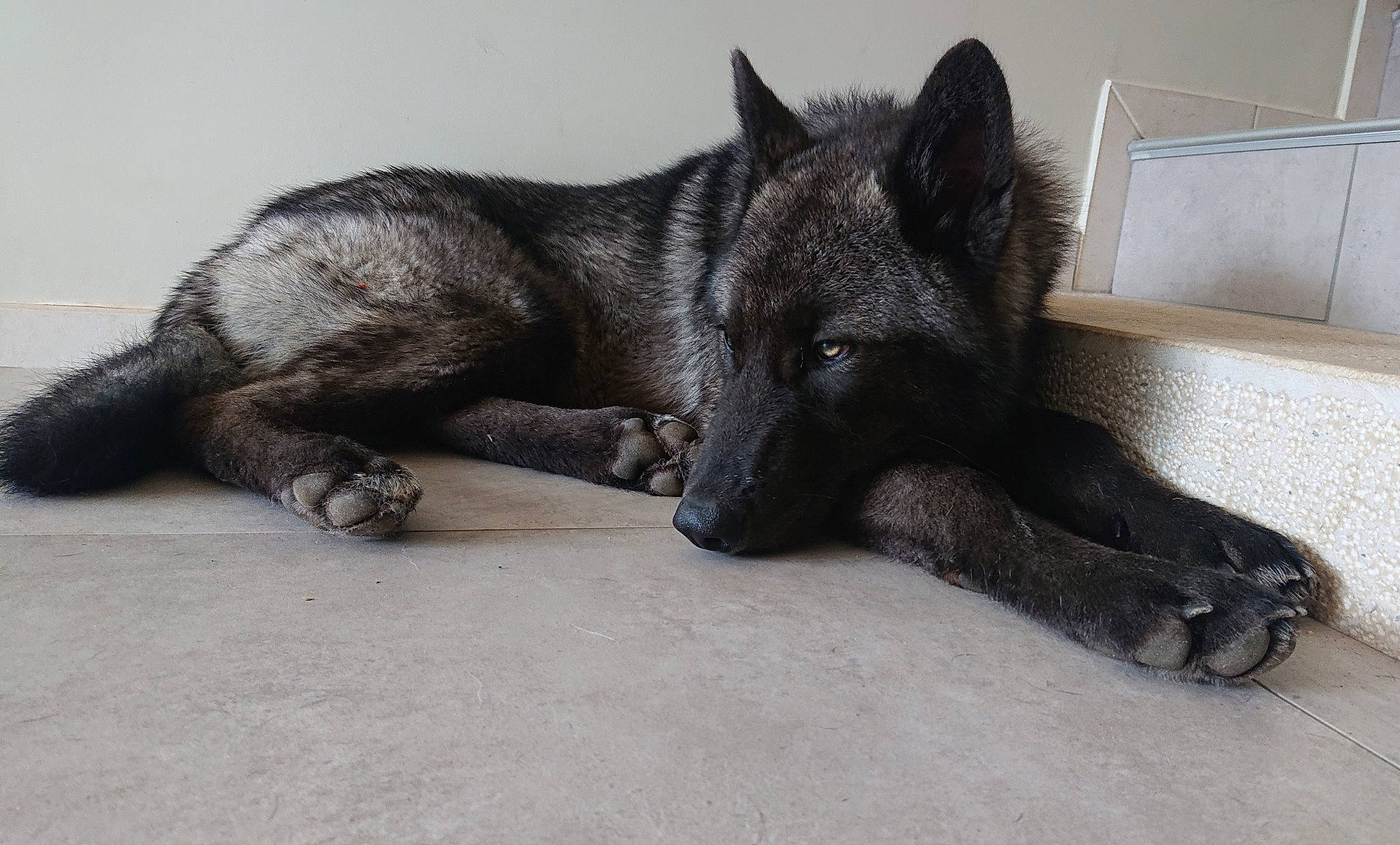 Youri participe au concours pour gagner de l'argent avec cette photo : belgian_shepherd, black_norwegian_elkhound, canidae, carnivore, dog, dog_breed, dutch_shepherd_dog, kai_ken, mammal, norwegian_elkhound, shiloh_shepherd_dog, silver_fox, snout, vertebrate, wolfdog