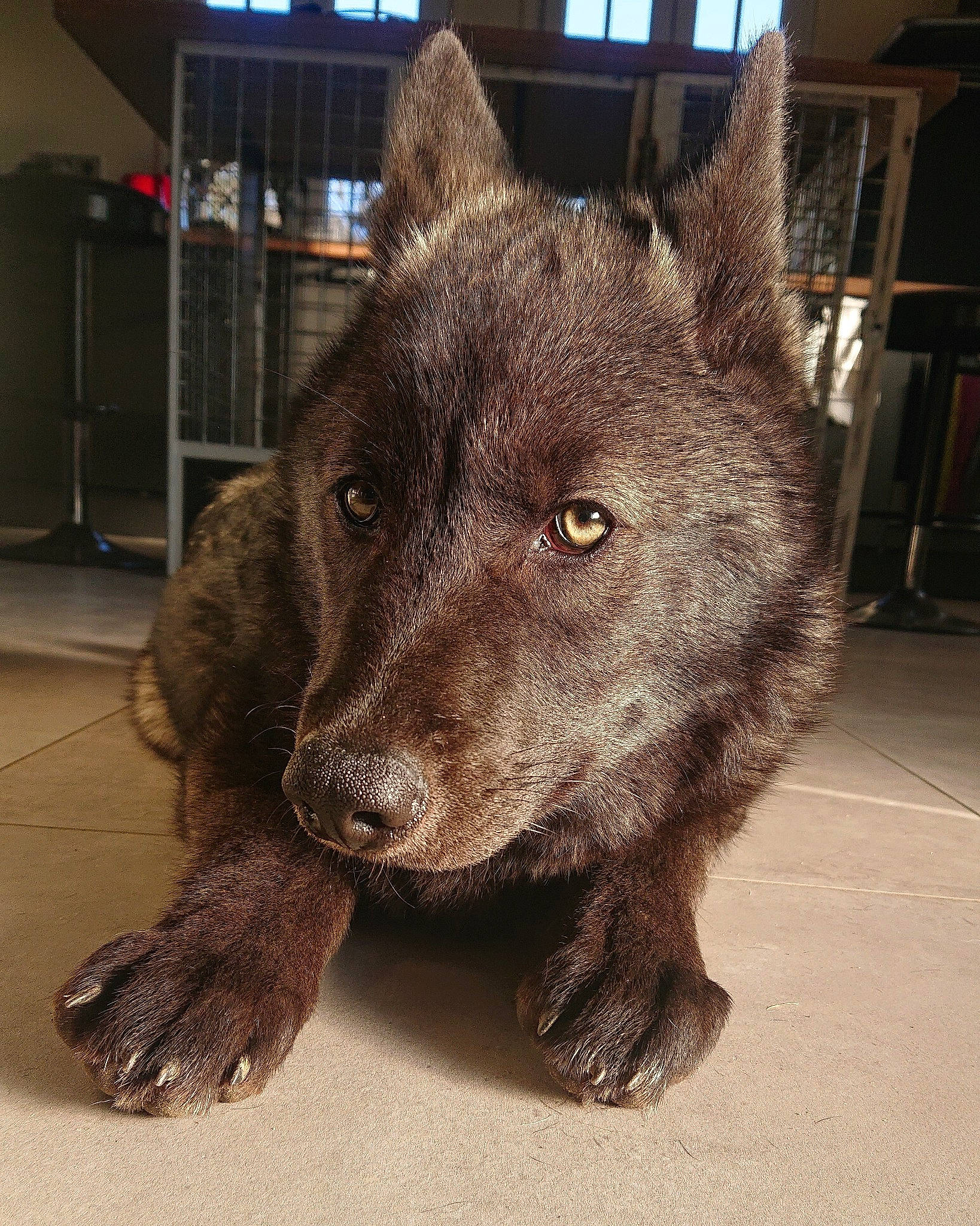 Youri a rejoint le concours — aidez-le/la à gagner de superbes lots ! canidae, carnivore, dog, dog_breed, dutch_shepherd_dog, fur, kai_ken, mammal, rare_breed_dog, snout, sporting_group, vertebrate