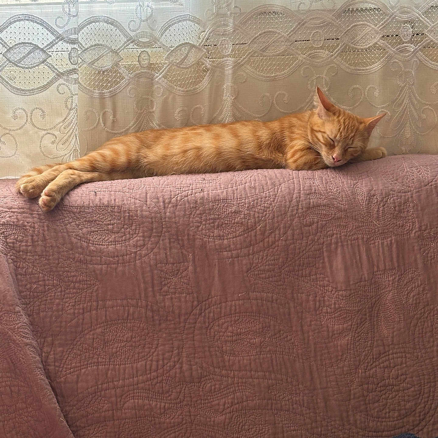 Chicoré
