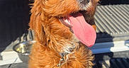 Clover is registered to the contest to win money with this photo: dog, puppy, fluffy, shaggy, orange_coat, tongue_out, happy, smiling, sitting, portrait, pet, collar, tag, vehicle, car_interior, truck_bed, rubber_mat, metal_bowl, sunlight, outdoor
