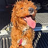 dog, puppy, fluffy, shaggy, orange_coat, tongue_out, happy, smiling, sitting, portrait, pet, collar, tag, vehicle, car_interior, truck_bed, rubber_mat, metal_bowl, sunlight, outdoor