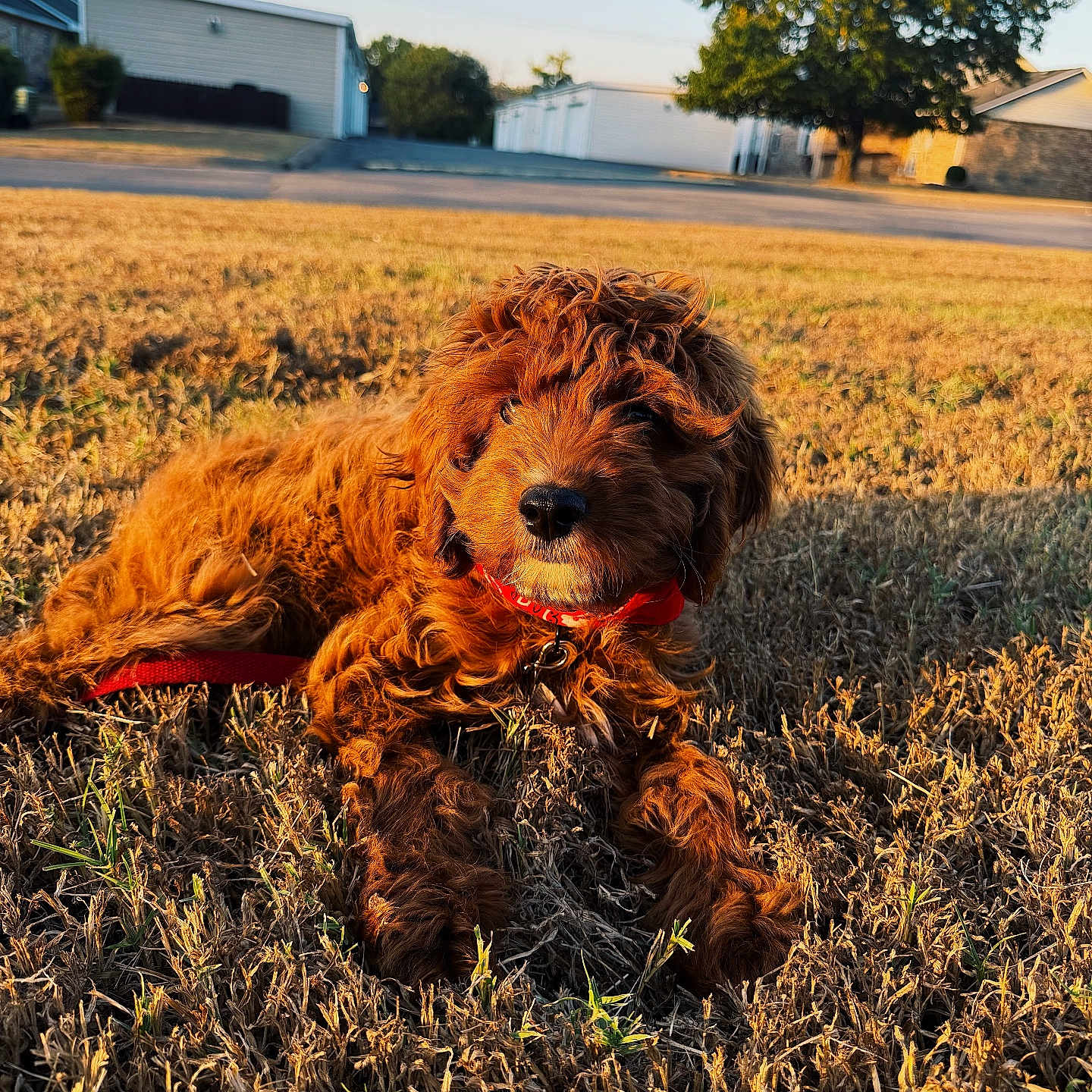 Clover