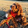 Clover joined the competition — help win amazing prizes! dog, puppy, cavalier_spaniel, long_hair, brown_fur, floppy_ears, black_nose, dark_eyes, red_bandana, red_leash, sitting, lying_down, raised_paw, outdoors, grass, field, woodland, trees, sunlight, pet