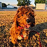 Clover joined the competition — help win amazing prizes! dog, puppy, scruffy_fur, long_hair, red_coat, tongue_out, happy, playful, portrait, closeup, outdoor, grass, field, sunlight, red_leash, collar, harness, trees, houses, blue_sky