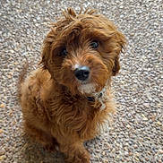 Clover joined the competition — help win amazing prizes! dog, puppy, pet, animal, fluffy, curly_fur, brown_fur, caramel_color, sitting, portrait, close_up, looking_at_camera, black_nose, dark_eyes, collar, outdoor, textured_floor, pebbles, cute, adorable