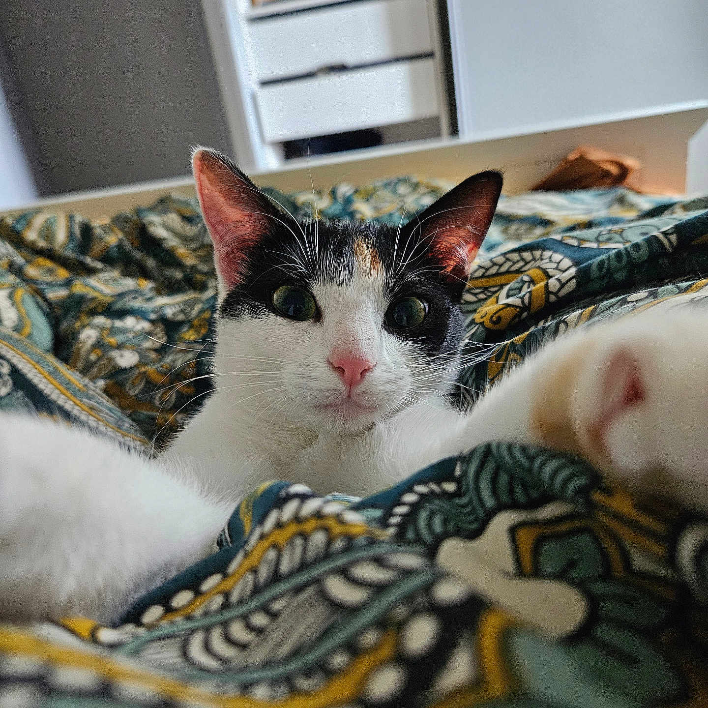 Pipette participe au concours pour gagner de l'argent avec cette photo : abyssinian, animal, bed, bedroom, blanket, cat, couch, cushion, dormroom, drawer, furniture, homedecor, indoors, interiordesign, kitten, linen, manx, pet, quilt, room