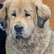 Mia is registered to the contest to win money with this photo: animal, brown, canine, close_up, companion, cute, dog, domestic_animal, ears, face, fluffy, fur, harness, indoor, looking_away, mammal, pet, portrait, snout, soft_texture