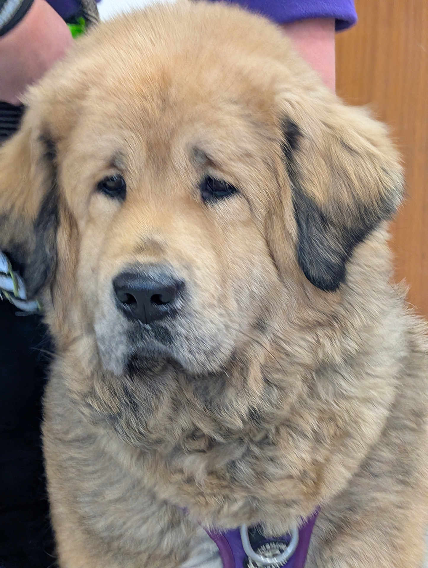 Mia is registered to the contest to win money with this photo: animal, brown, canine, close_up, companion, cute, dog, domestic_animal, ears, face, fluffy, fur, harness, indoor, looking_away, mammal, pet, portrait, snout, soft_texture