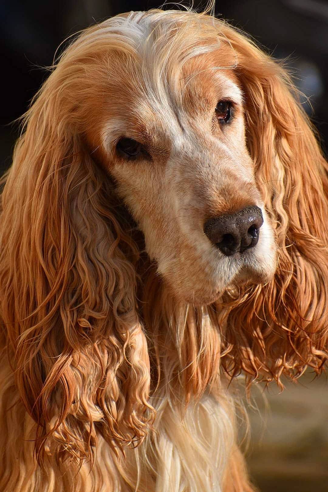 Potter a rejoint le concours — aidez-le/la à gagner de superbes lots ! blond, canidae, carnivore, cocker_spaniel, companion_dog, dog, dog_breed, dog_collar, event, fawn, fur, gun_dog, hunting_dog, liver, snout, spaniel, sporting_group